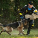 German shepherd training commands