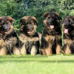 Long Haired German Shepherd Puppies for sale