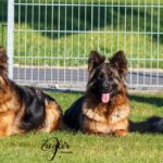 long coat german shepherd dogs
