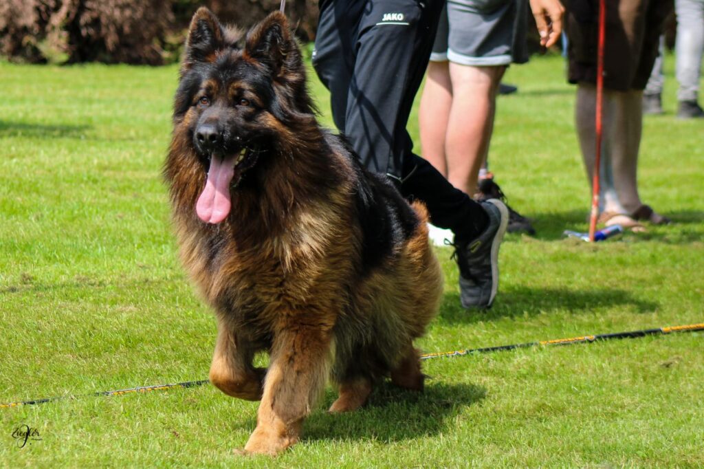 Long haired outlet gsd for sale