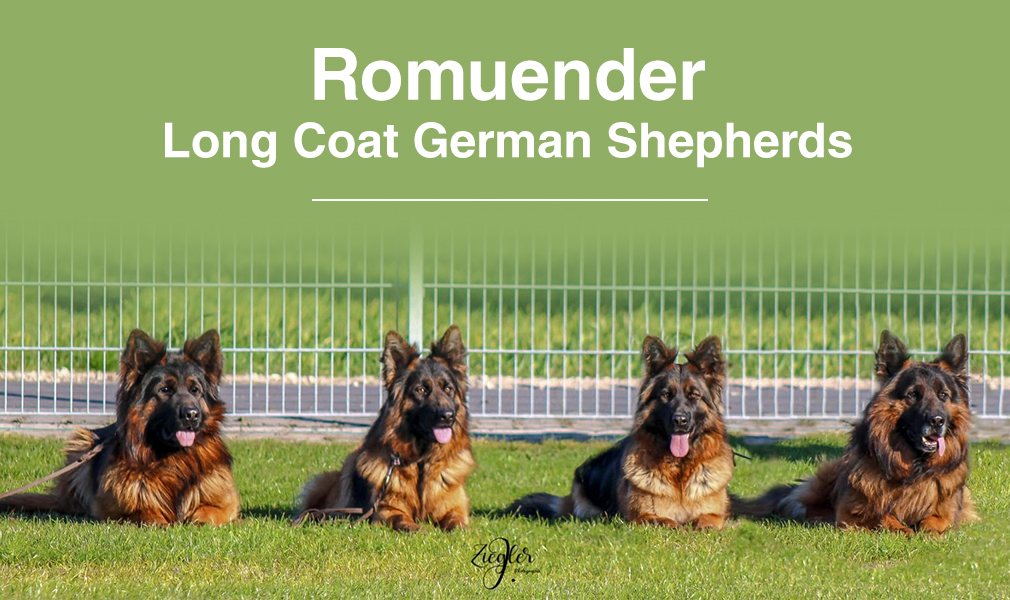 West german best sale german shepherd