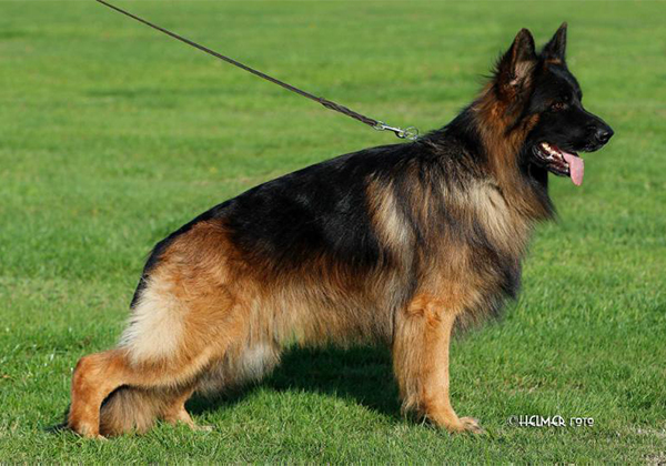 Quality of german hot sale shepherd