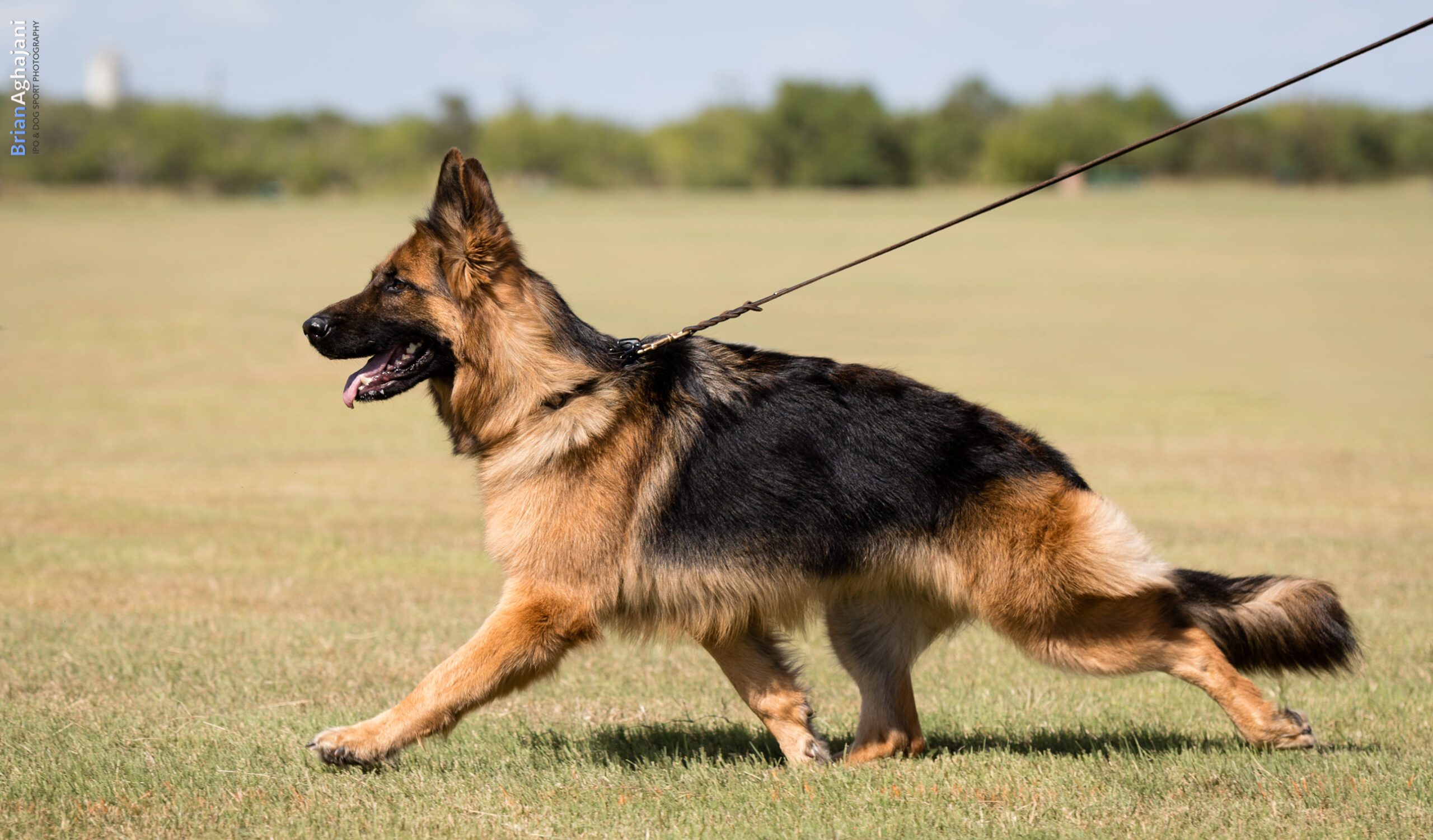 Elina Long Coat German Shepherd