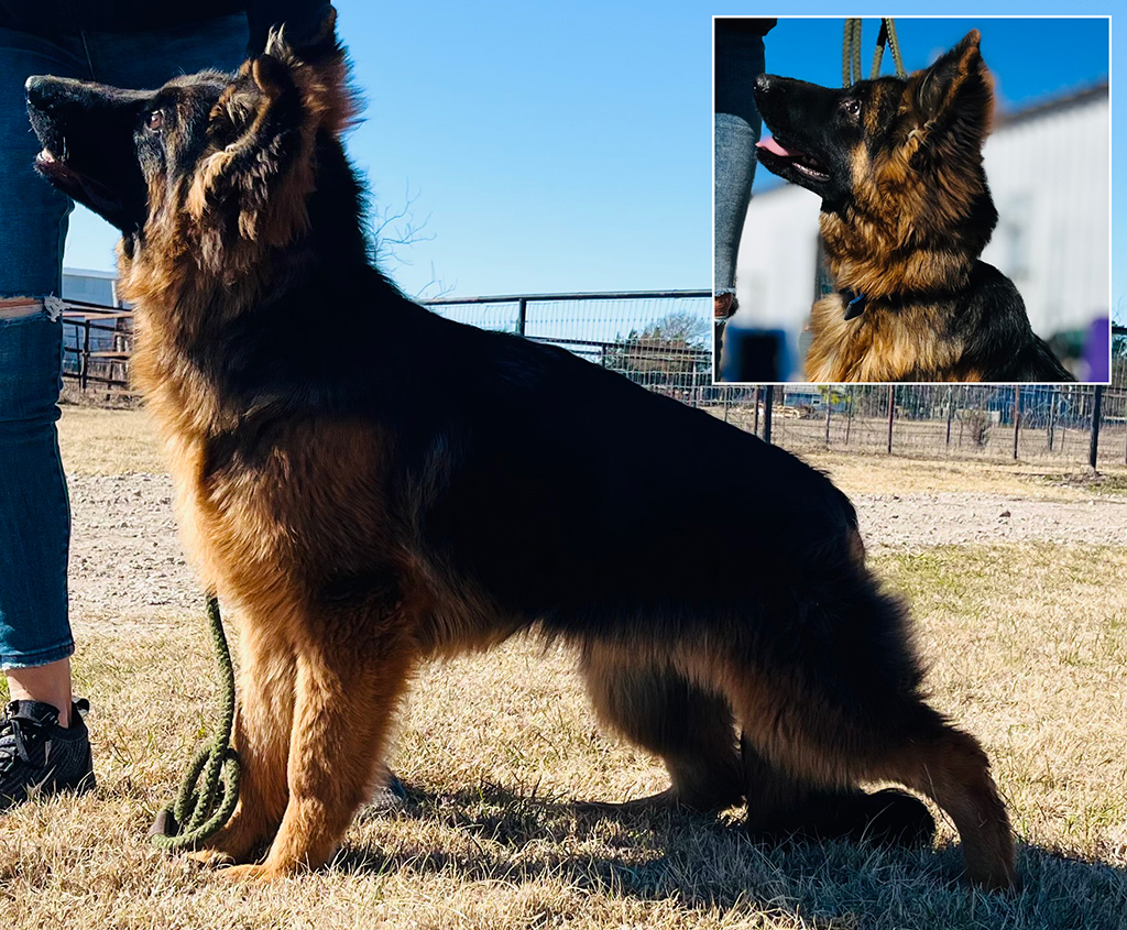 available dogs long coat german shepherd