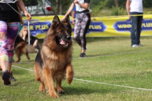 champion female german shepherd dog