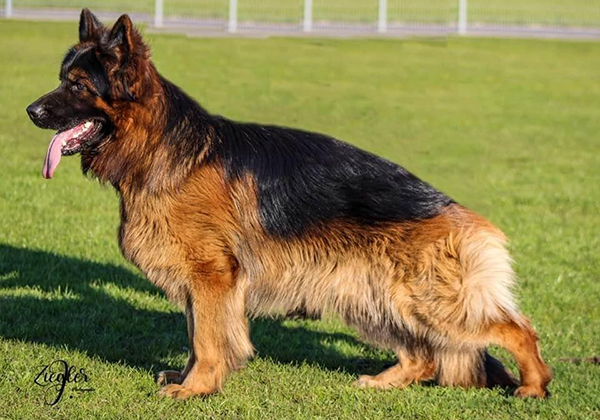 Long Haired German Shepherd Males