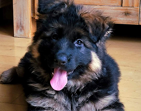 Long coat german shepherd puppies for sale