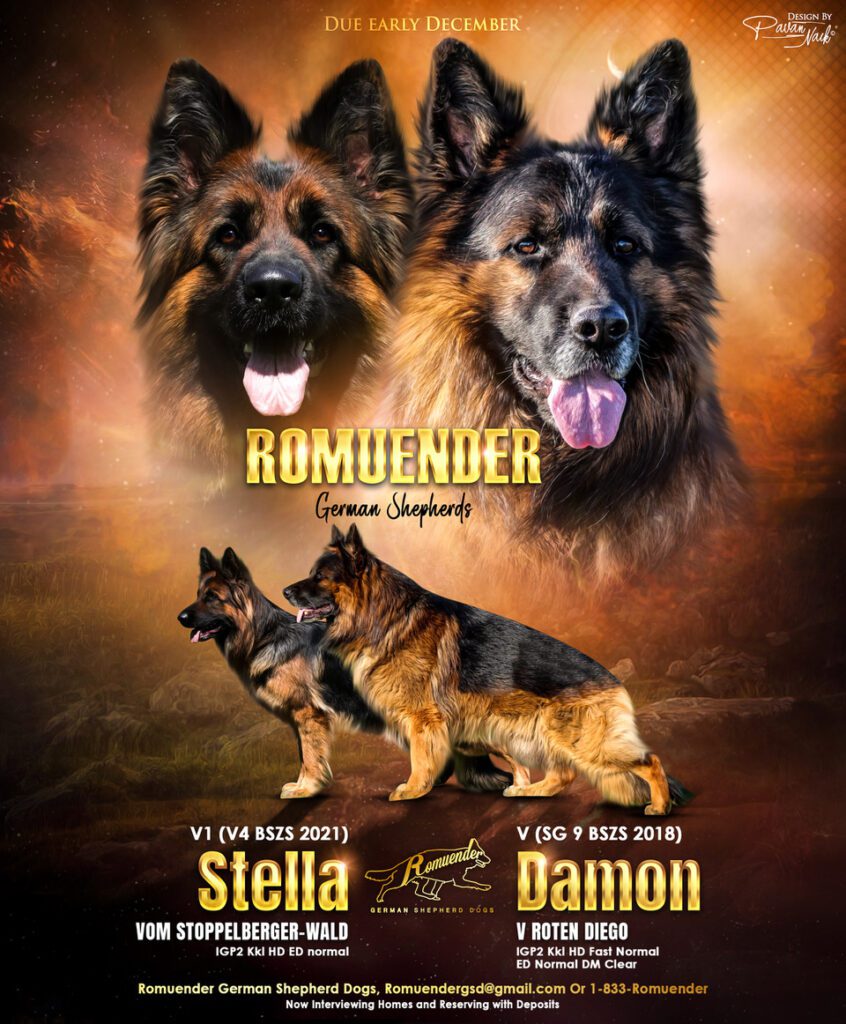 Romuender GSD - Long Coat German Shepherd Dog Breeder