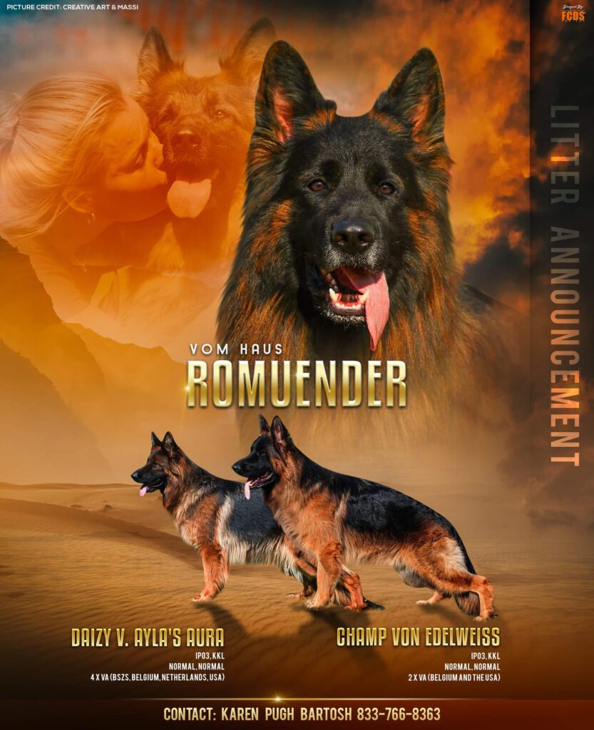 Dog german outlet shepherd long hair