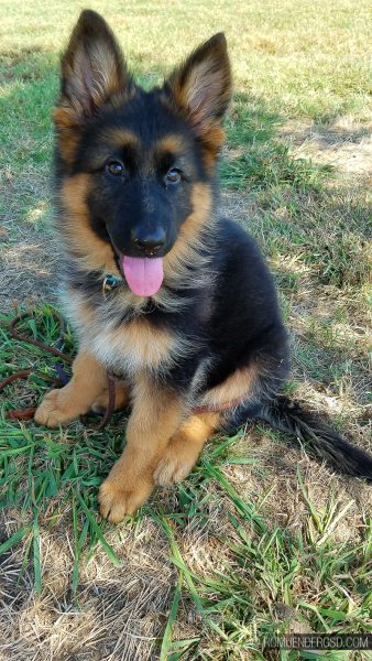 long haired shepherd puppy